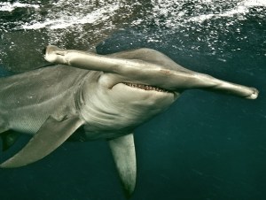 GrandeSqualoMartello