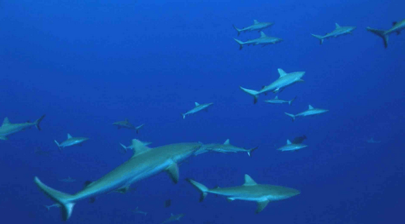 Squali_grigi_Maldive