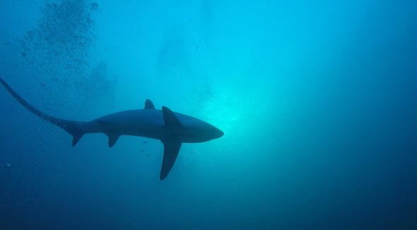 SqualoVolpeMalapascua